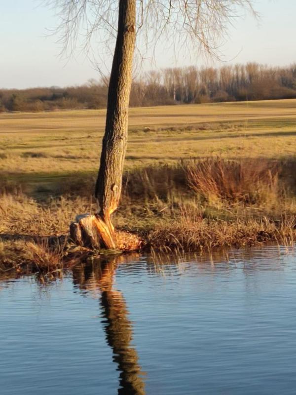 Ferienwohnung An Der Elbe เบลคเคอเดอ ภายนอก รูปภาพ